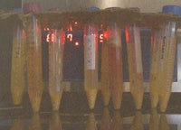 a group of test tubes